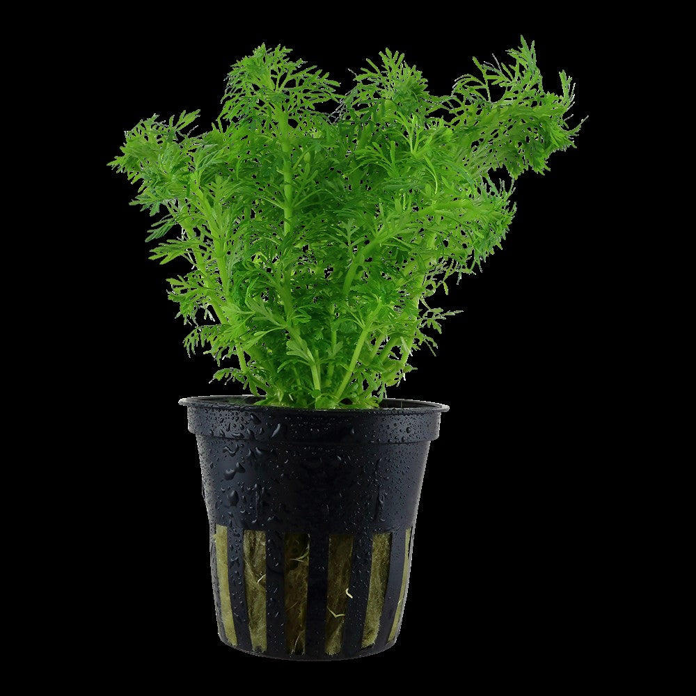 Tropica limnophila sessiliflora potted