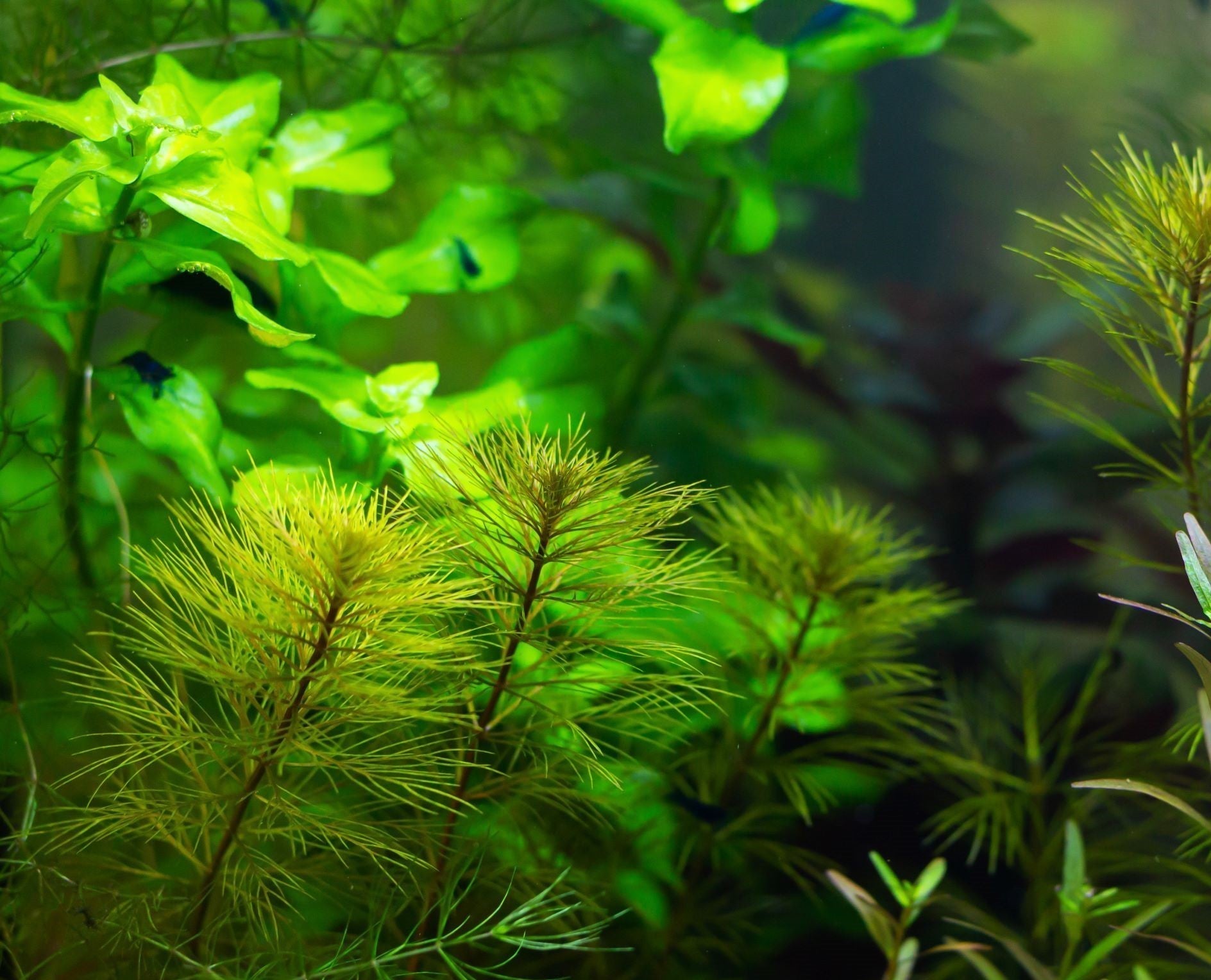 Plants in a planted tank