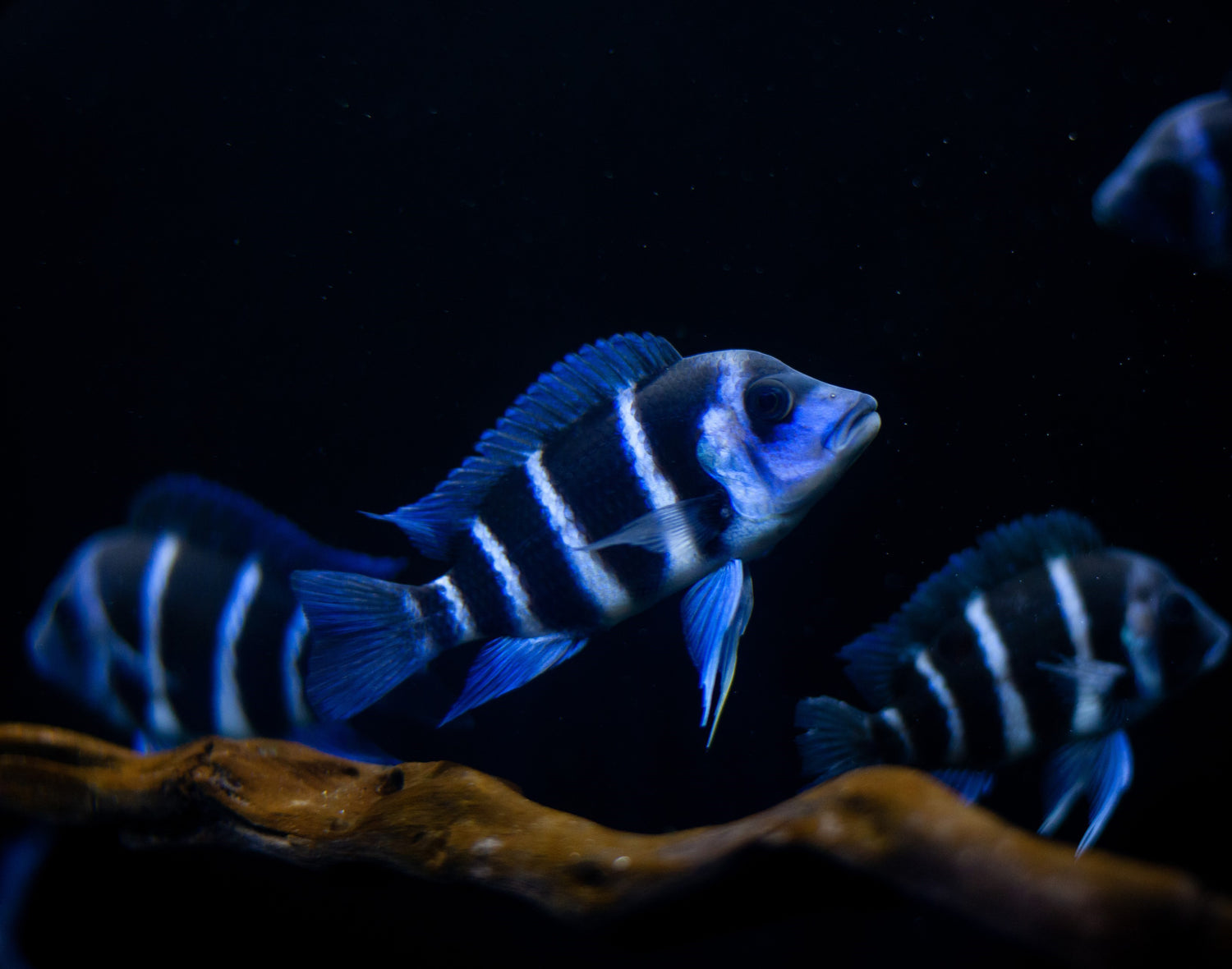 Afican cichlids from Lake Tanagnyika called Frontosa swimming in a hardscape only aquarium