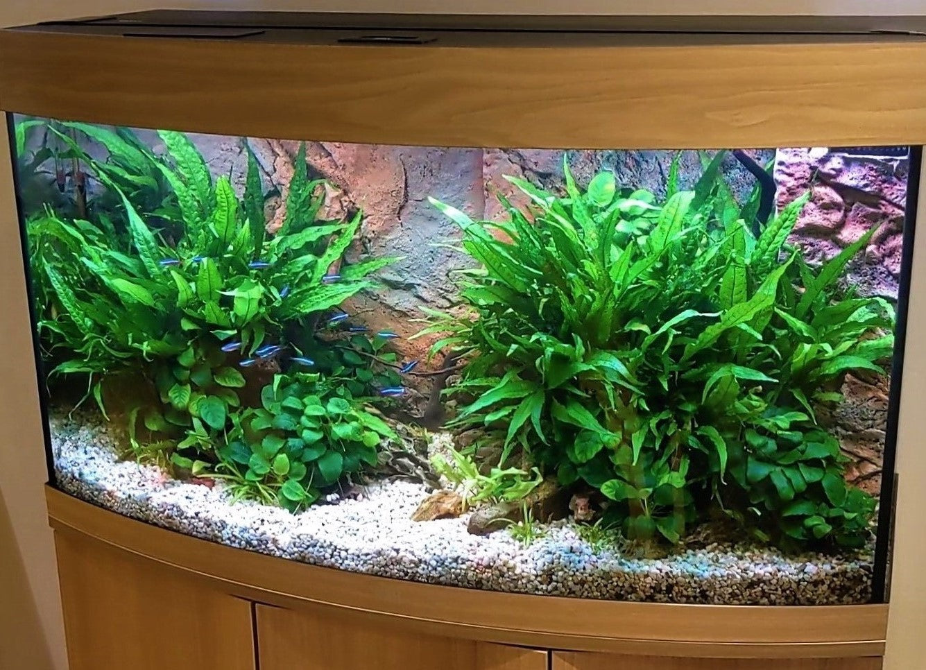 Planted fish tank