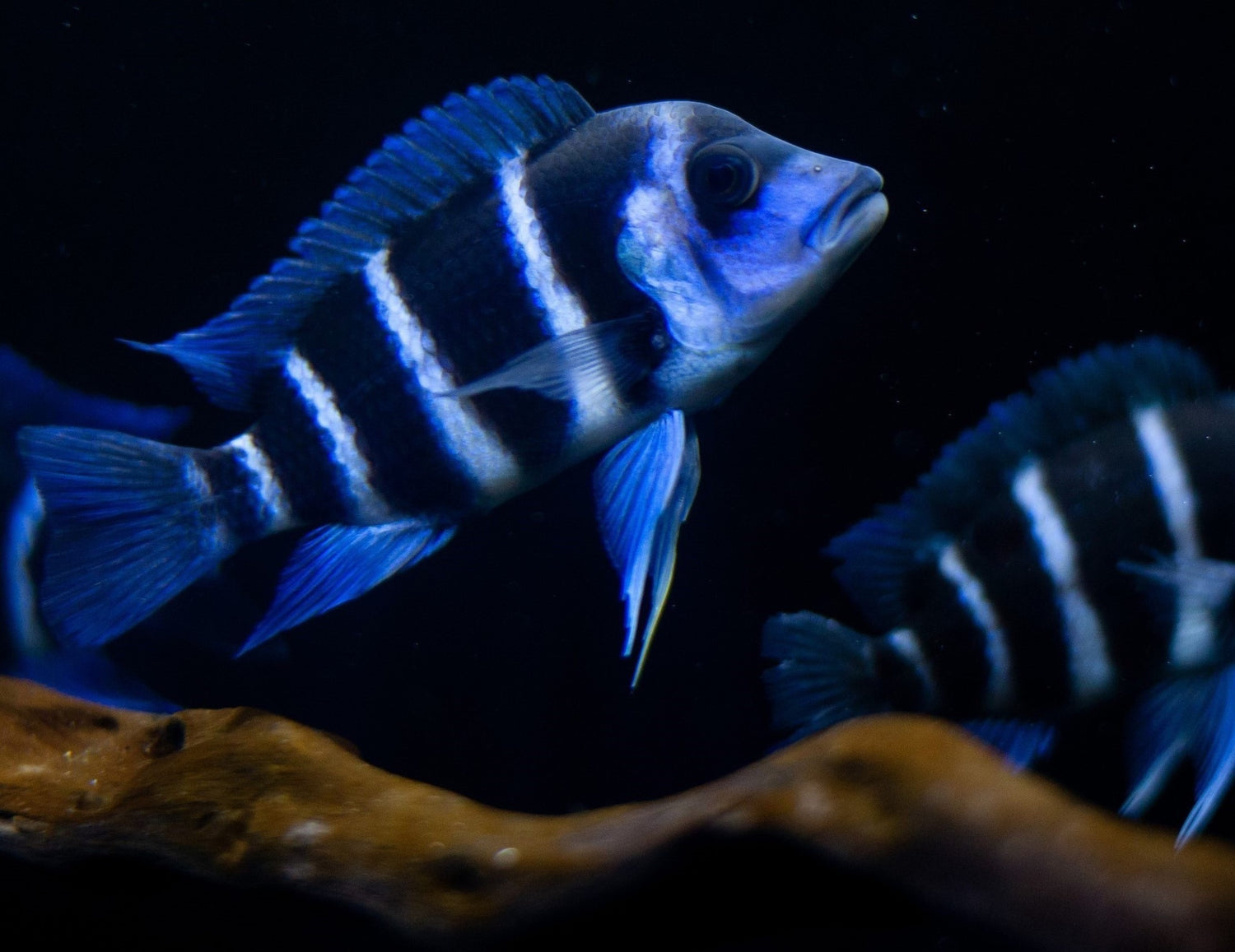 Frontosa in a Tanganyikan aquarium