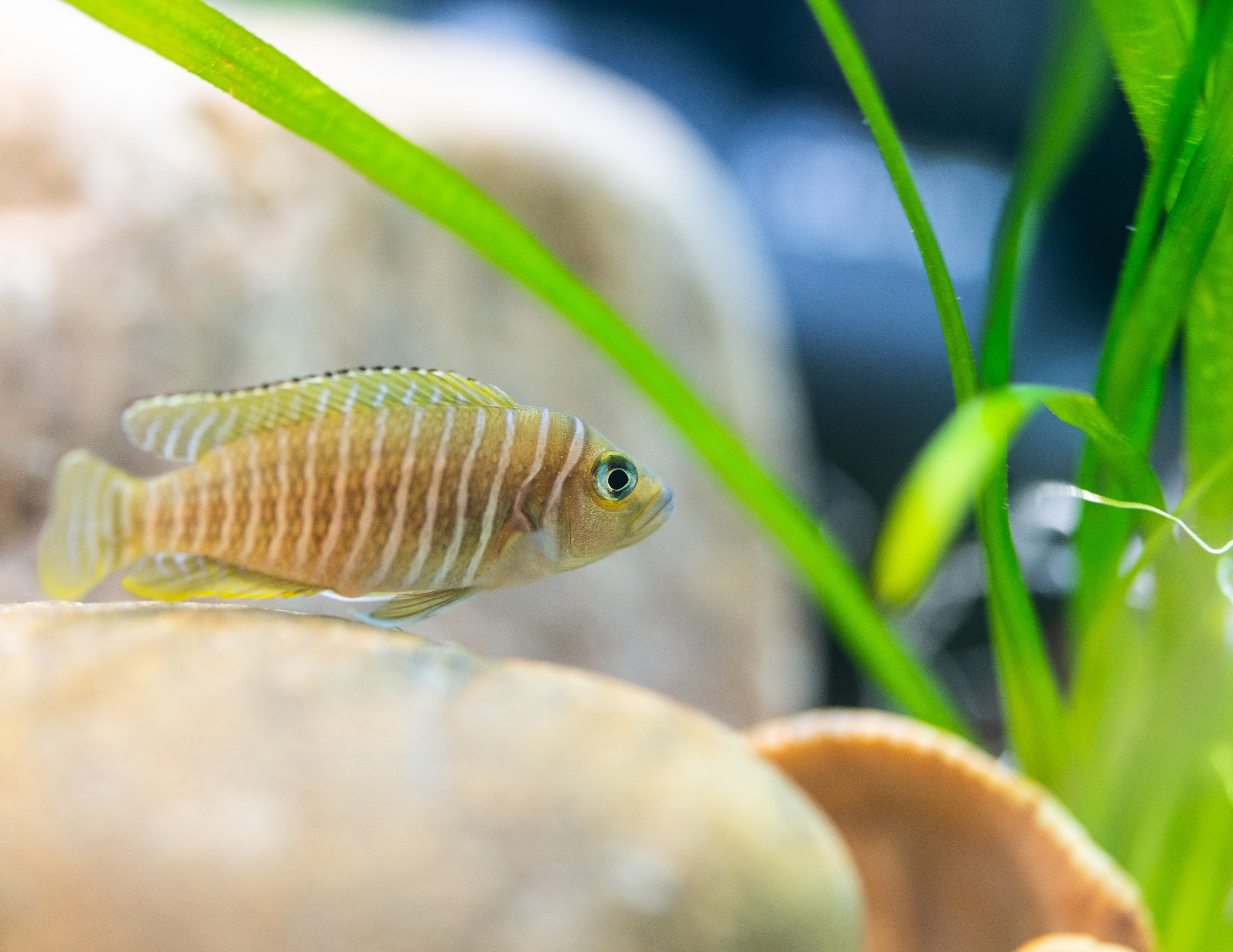 Neolamprologus Multifaciatus shell dweller in planted tank