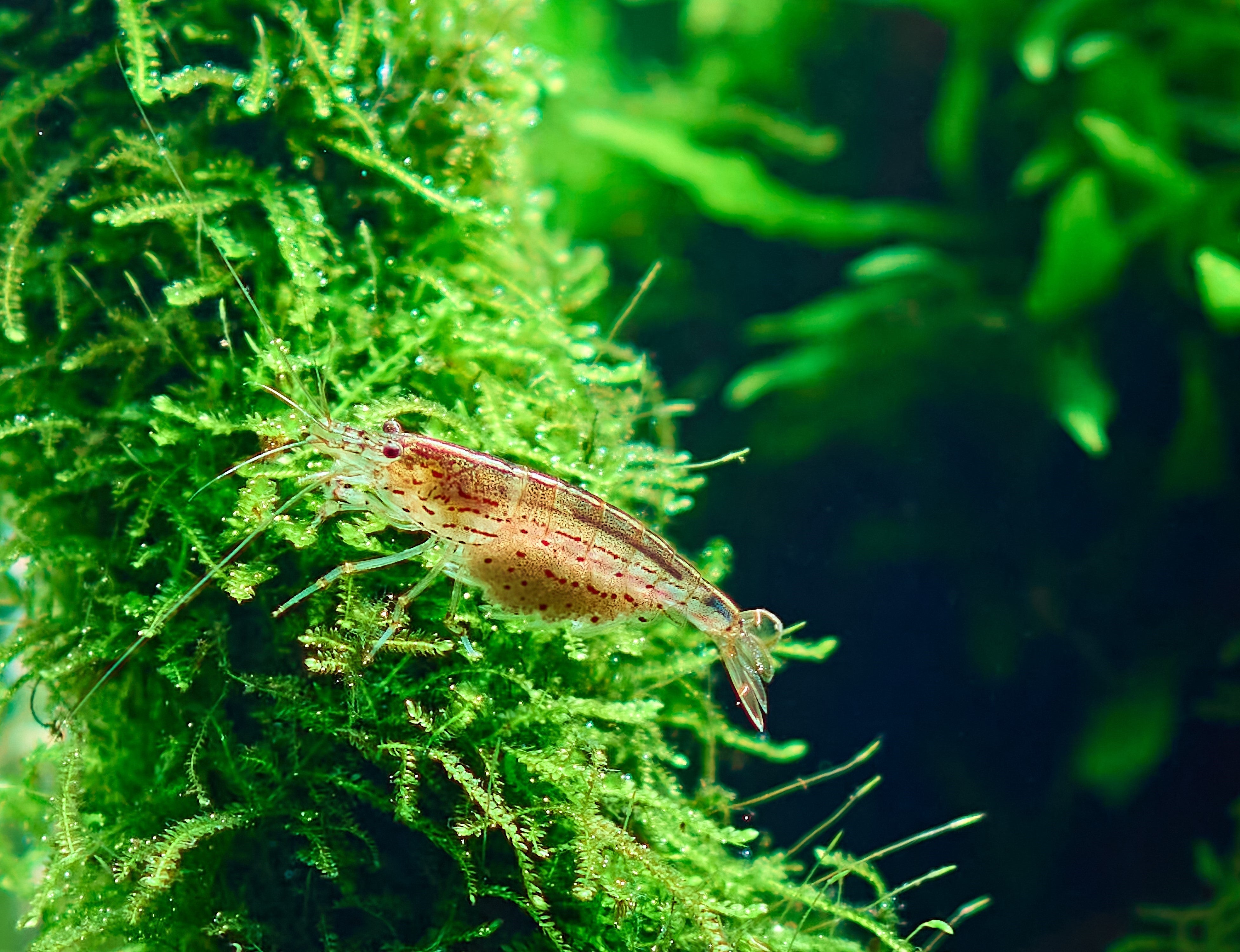 Amano shrimp eating algae in planted tank