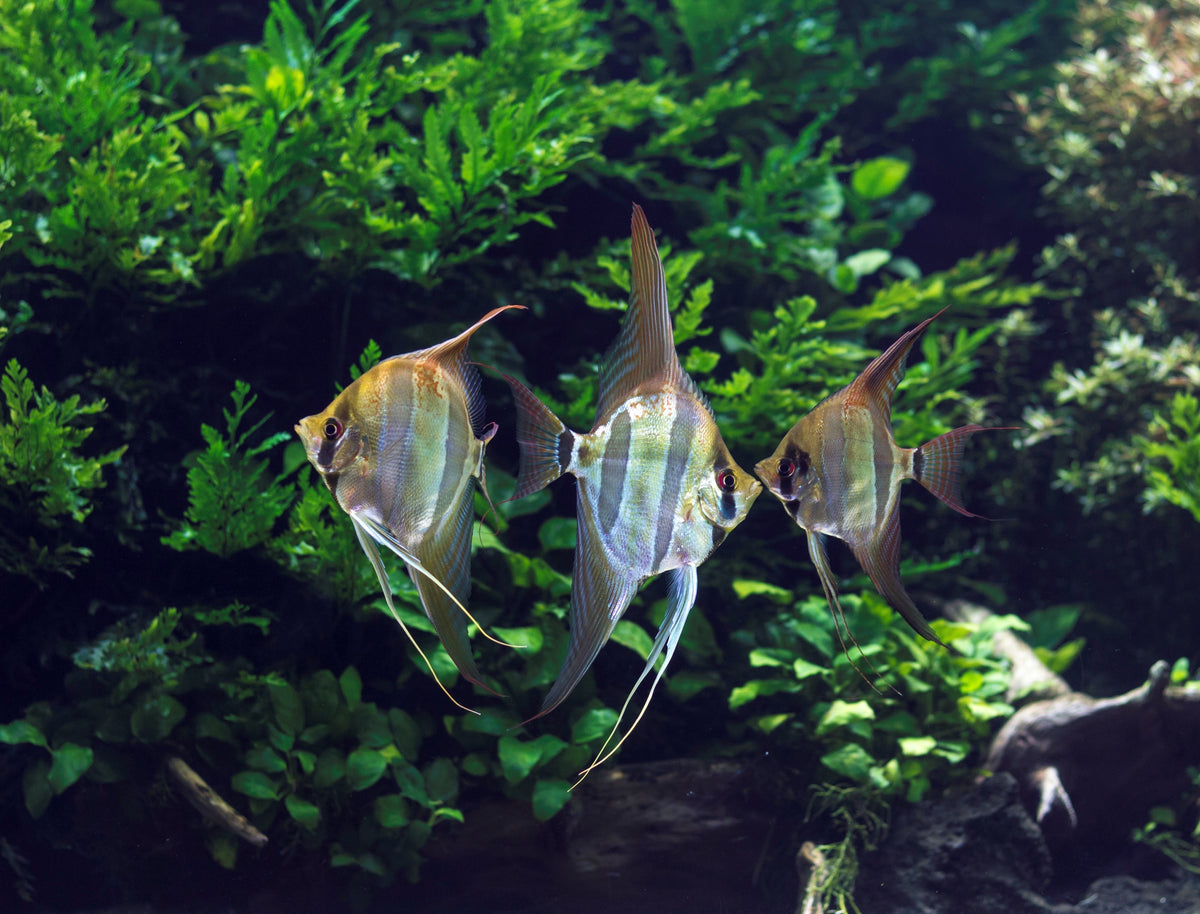 Angelfish Care Guide 2023