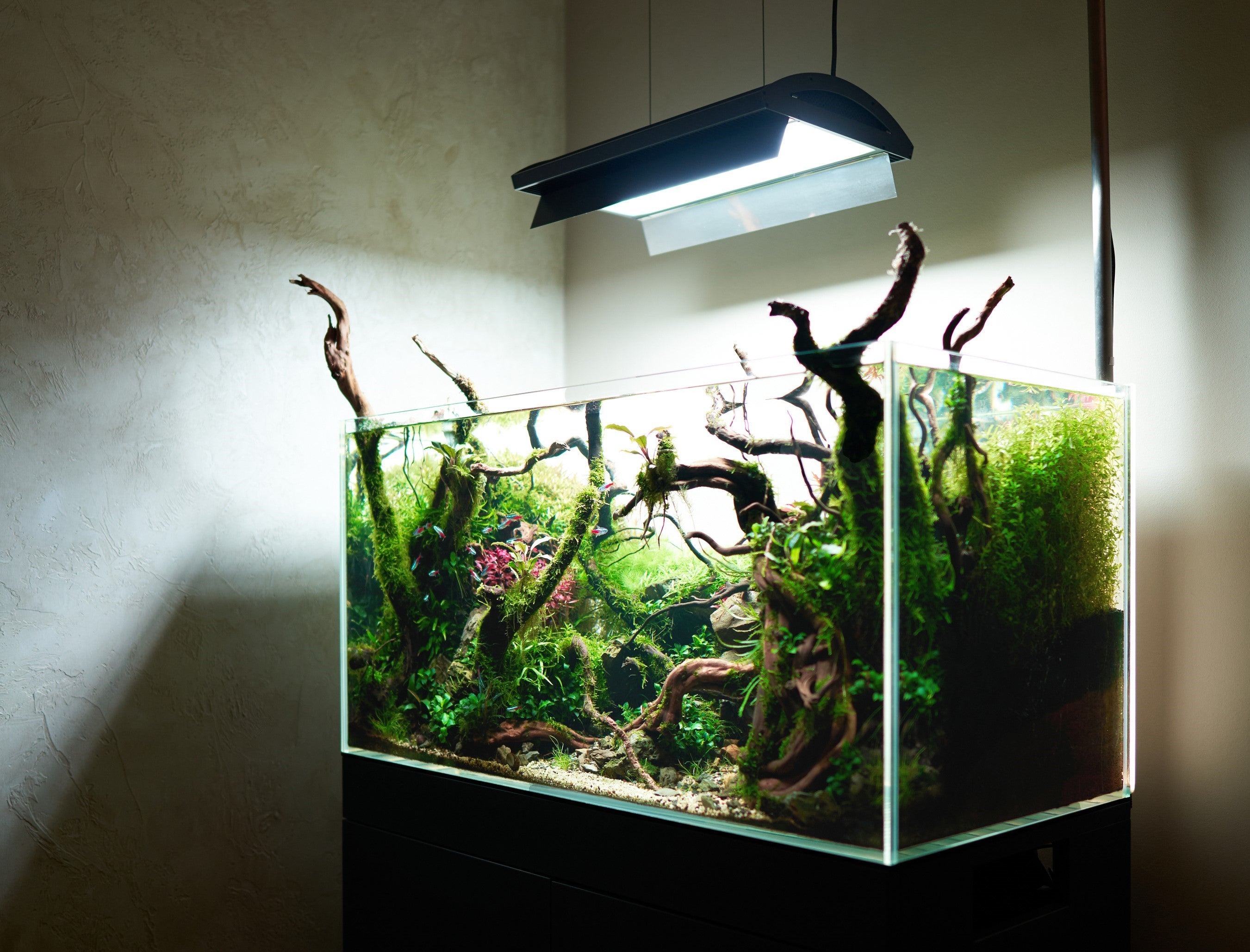 Planted aquarium not in direct sunlight
