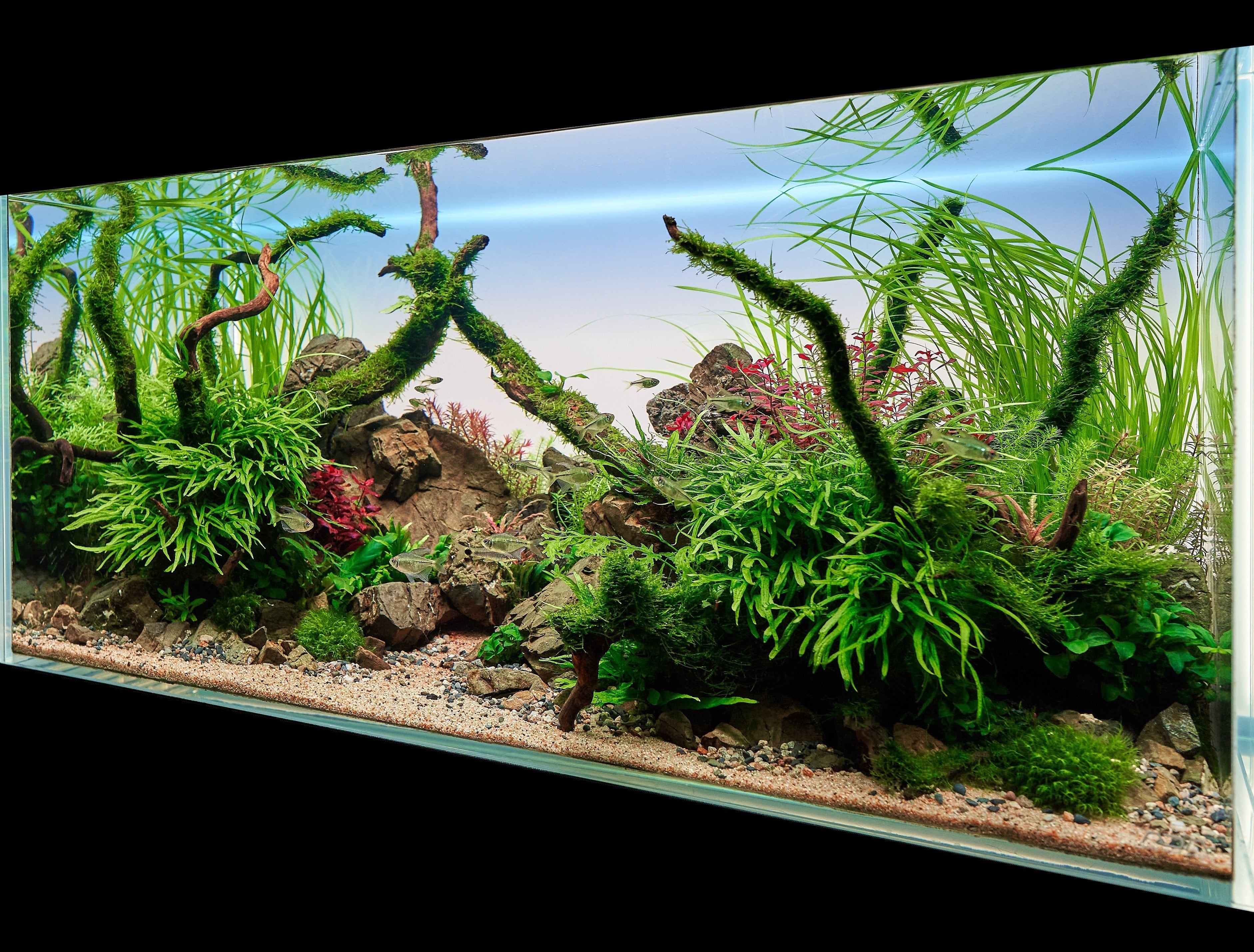 aquascape with live plants, sand and gravel