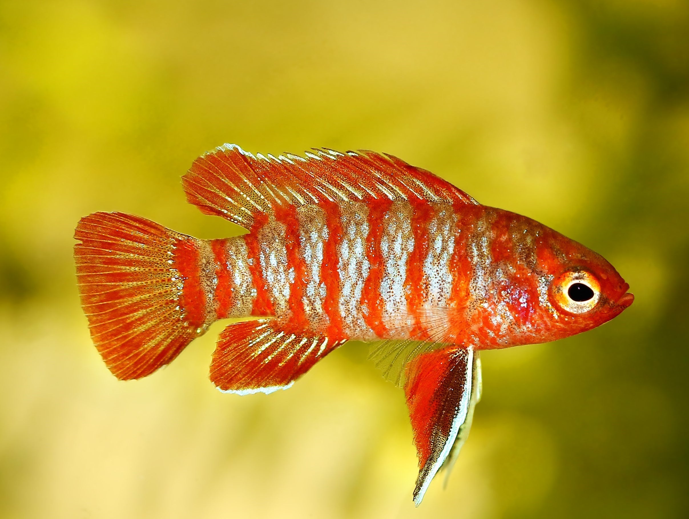 Scarlet badis fish in planted tank