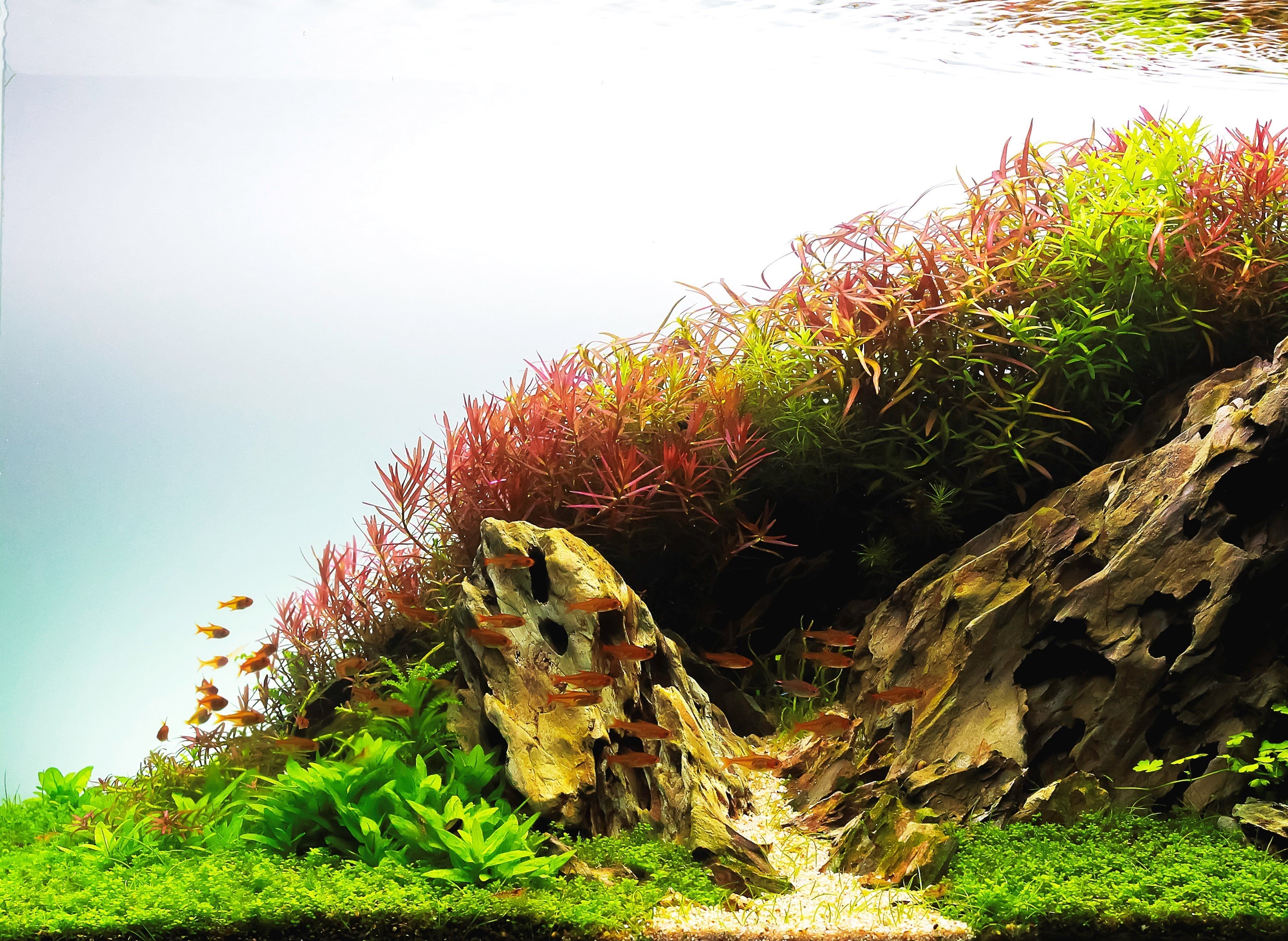 Nano planted aquarium best sale