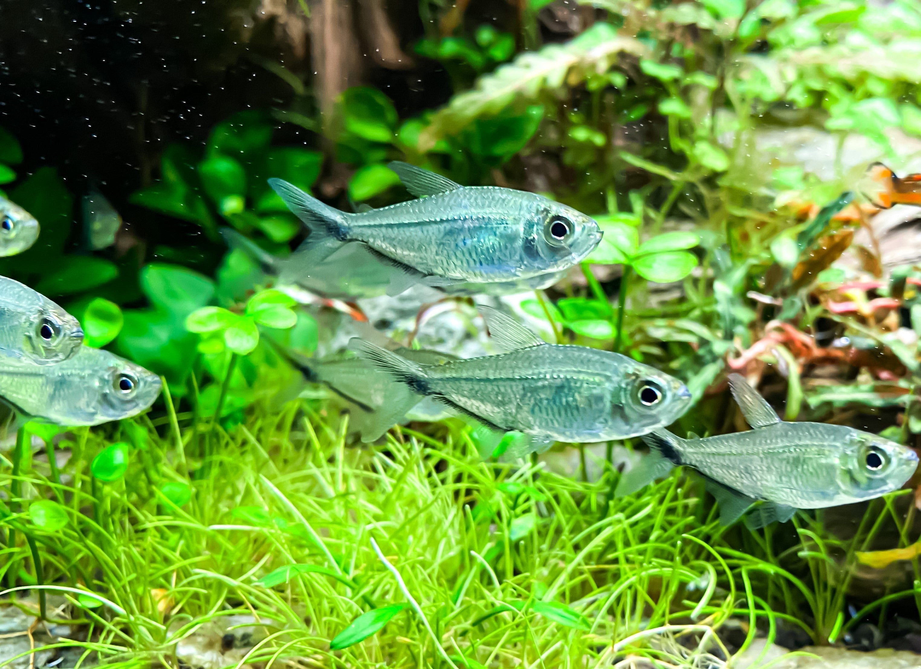 Black line tetra in planted tank