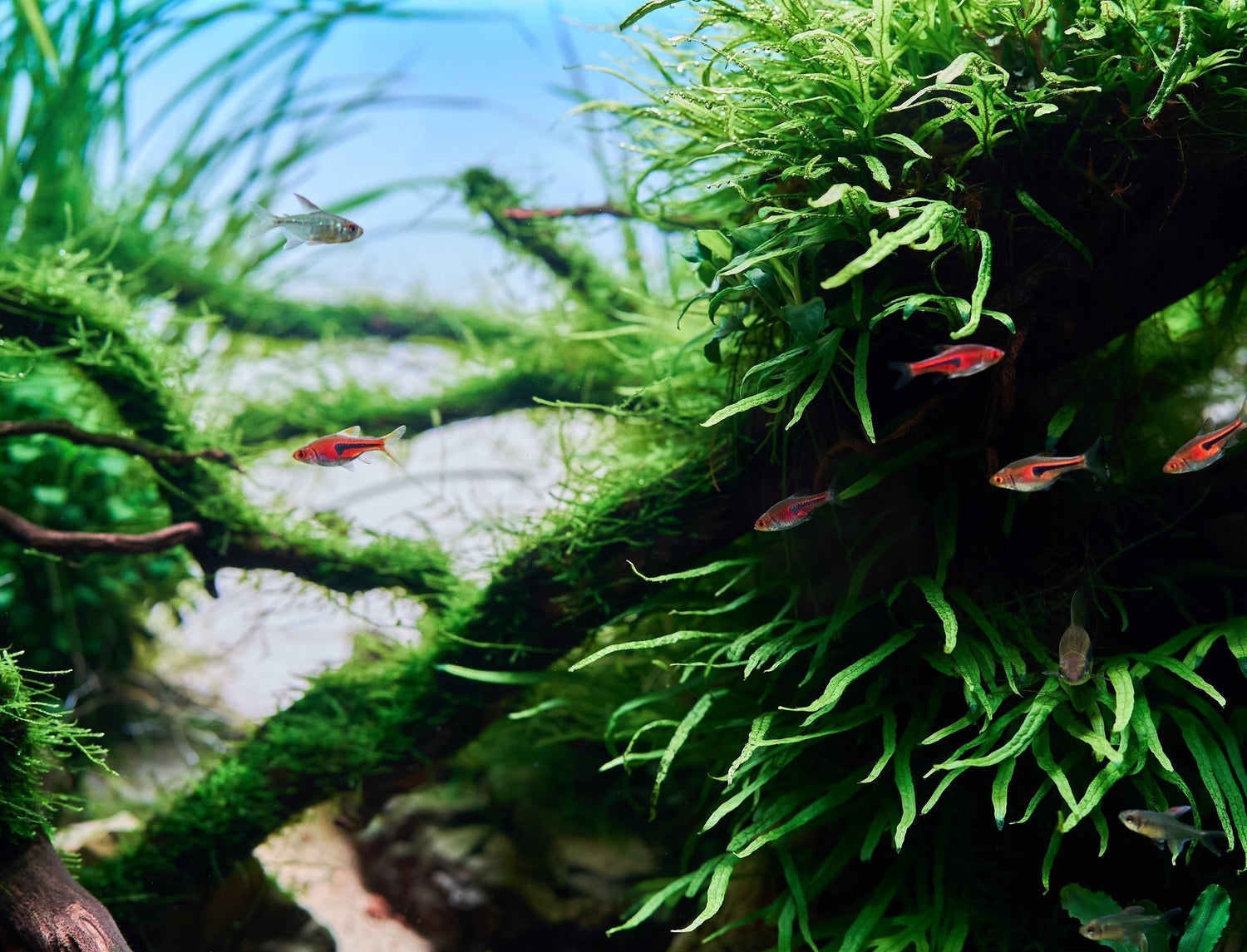 What Does The Future Hold For Aquascaping?