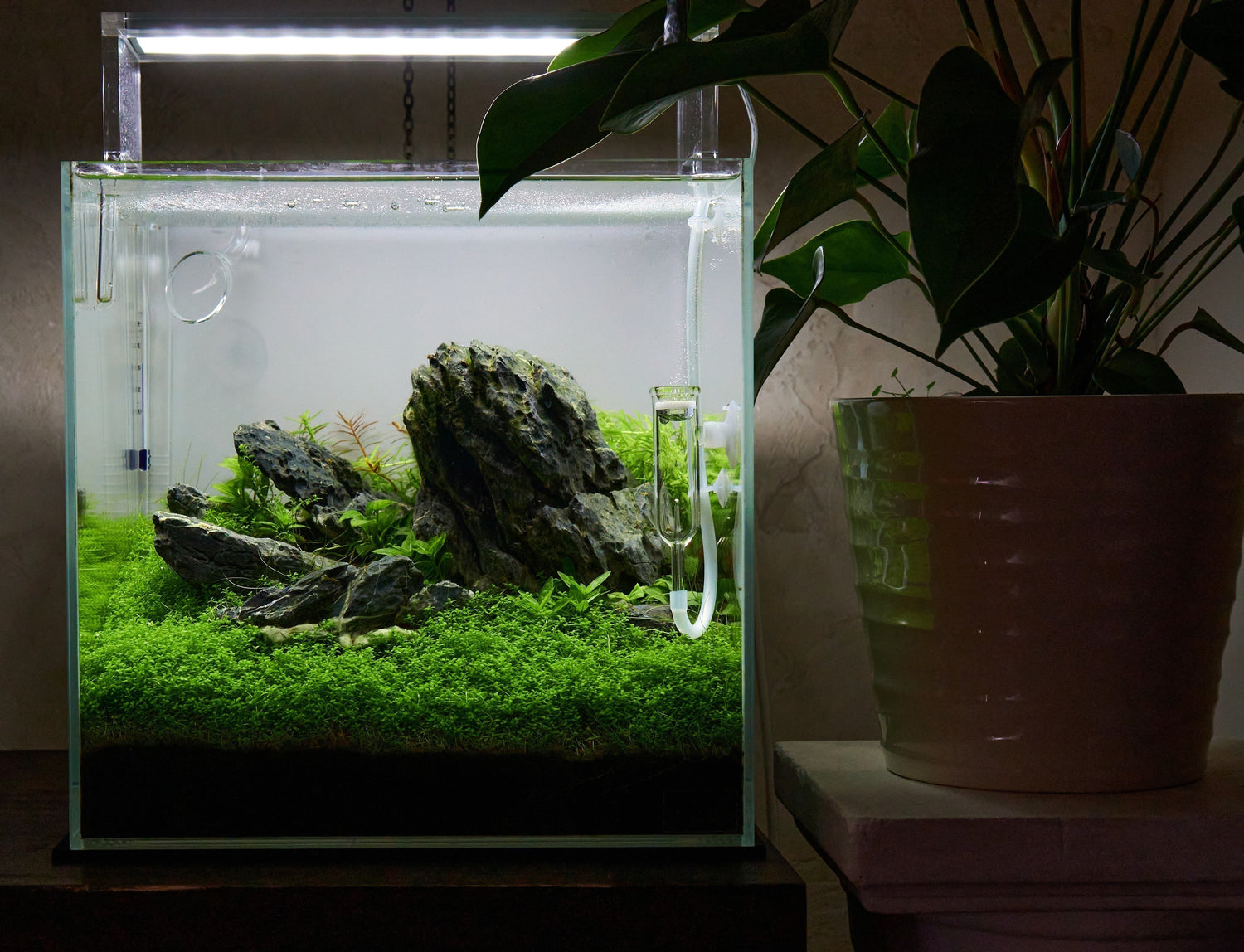 Planted Cube Aquarium