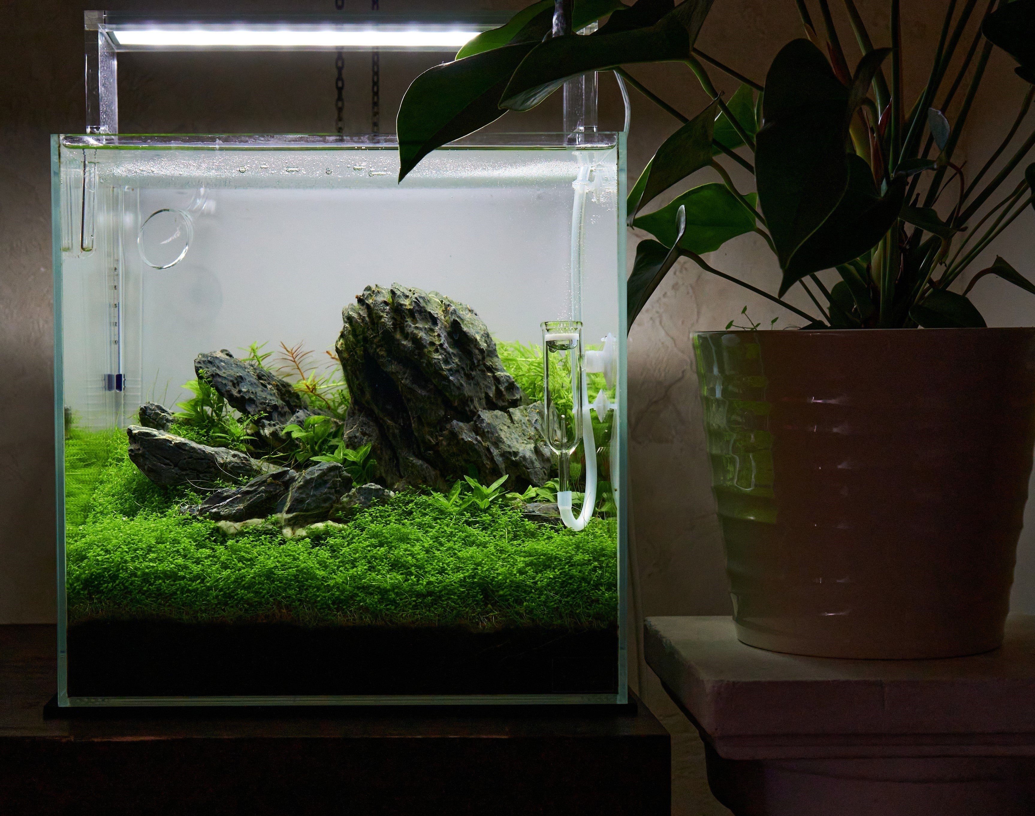 Nano planted aquarium