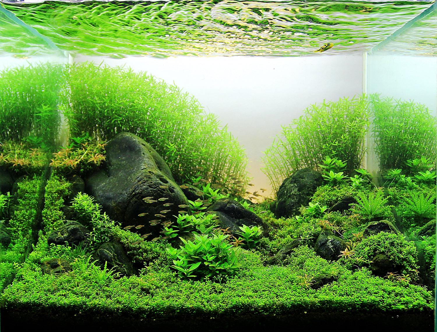 Aquascape Filtration - Best Filter for Your Planted Aquarium in 2023